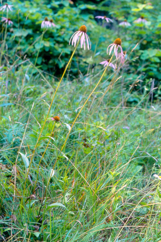 Smooth coneflower, *Echinecea laevigata*, is an endangered plant that lives in only a few places on poor soils. It enjoys open, sunny habitats, long walks in the rain, and reading a good book by the fire (prescribed or wild). Photo credit: Steve Croy