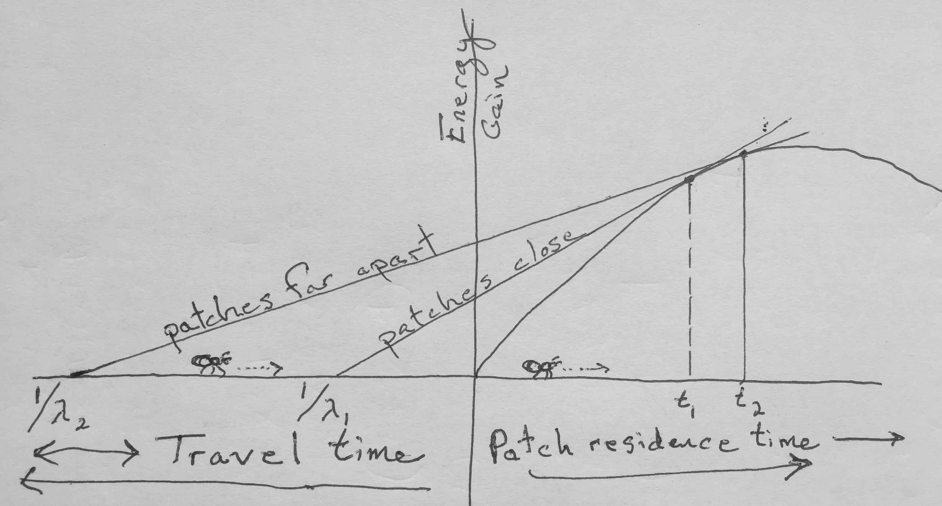 Energy gain vs. time: The origin is when the forager enters the patch; to the left is time spent traveling from one patch to the next, and to the right is time spent in the patch. The graph represents two different habitats, one in which the patches are easy to get to (habitat 1), and another where it takes more time to get from patch to patch (habitat 2). In all cases, the patches are identical, having the same gain function. The curved line is the gain function, the net energy gain as a function of time spent in the patch. The slope of that curve is the derivative of the gain function. Its slope at any single time point is the instantaneous rate of gain. The two straight lines are the expected gains averaged over time for each habitat as a whole. Lambda is the rate at which a forager randomly encounters patches - because it is a Poisson process, the mean or expected time is 1/lambda. The forager should leave the patch when the instantaneous rate of gain in the patch equals the long term average rate of gain for the habitat as a whole.